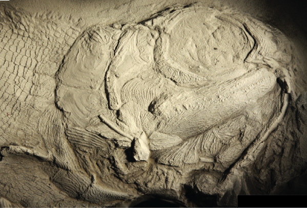 Describing the Diversity of Paleozoic Ray-Finned Fossil Fishes