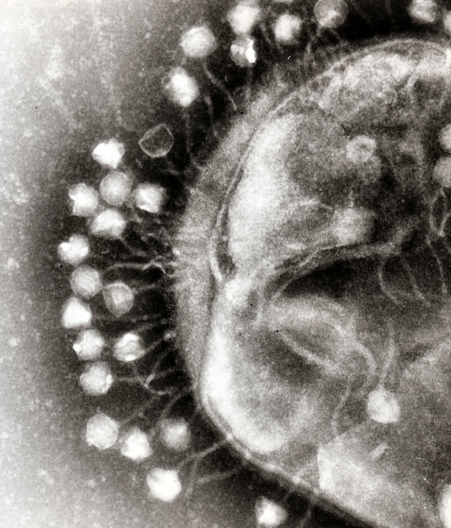 Bacteriophage and Us: Harnessing the Power of the Puppet Master