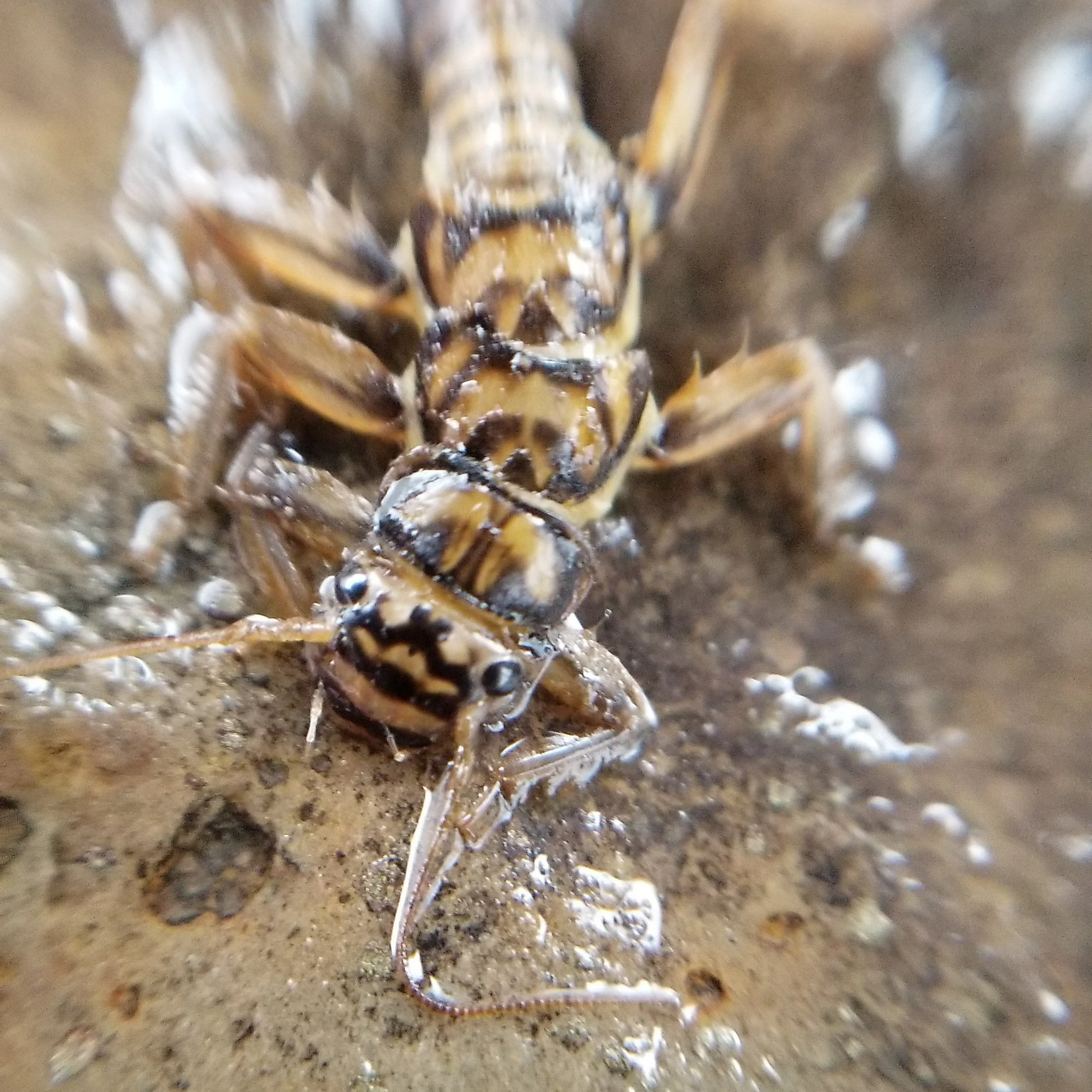 Evidence of Presence: Using eDNA to better understand aquatic biodiversity