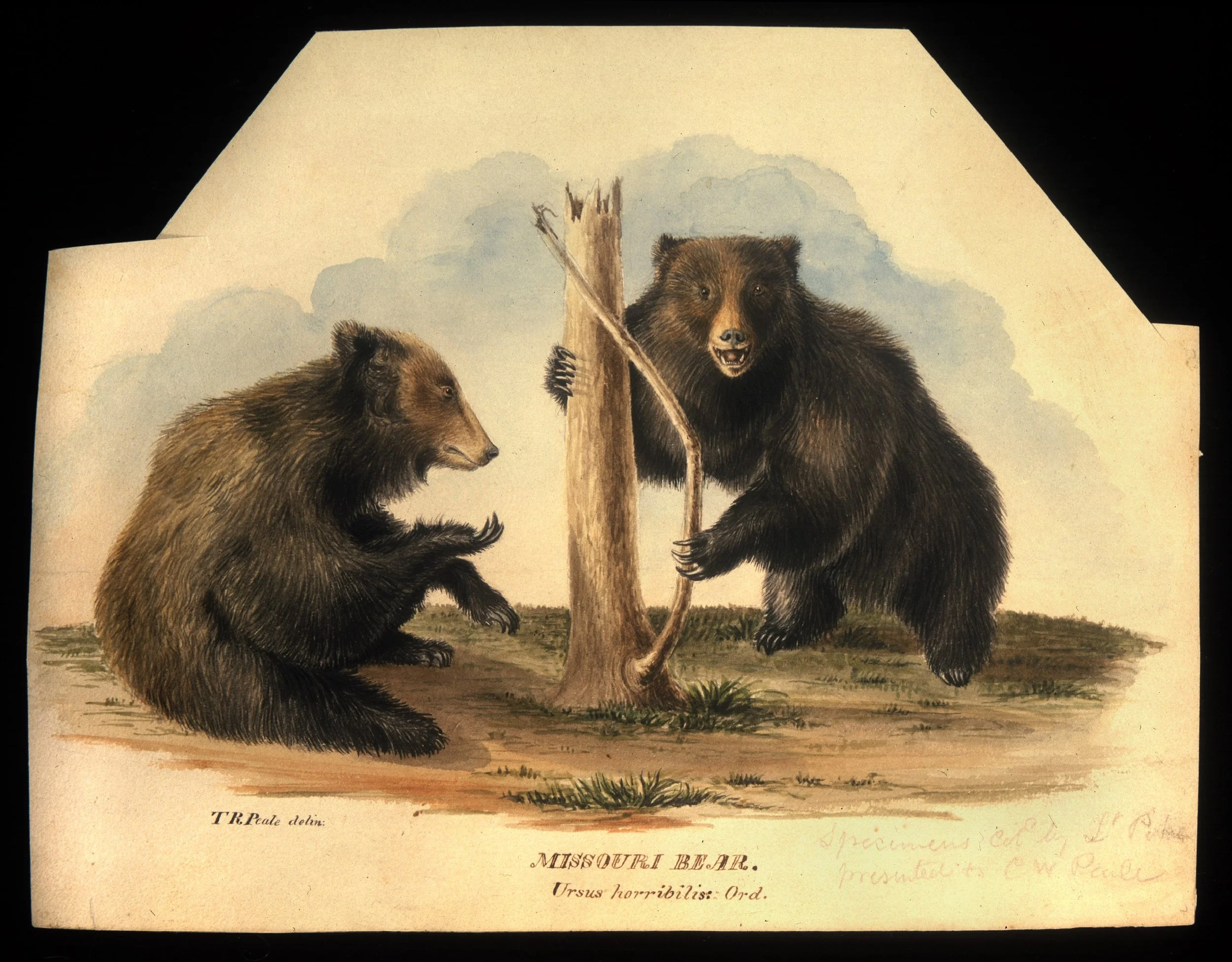 Sketching Splendor: American Natural History, 1750-1850