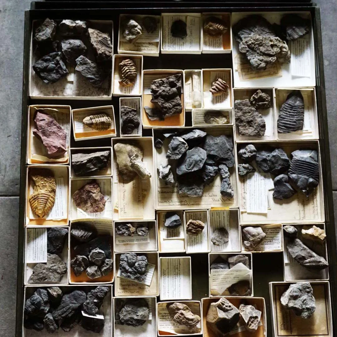 From Cabinets to the Cloud: Unlocking the Research Potential of Natural History Collections