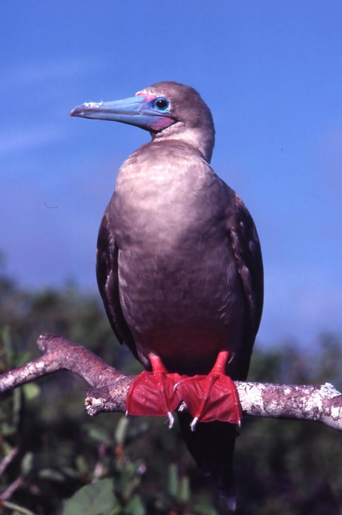 The Galápagos Islands: Evolutionary Insights