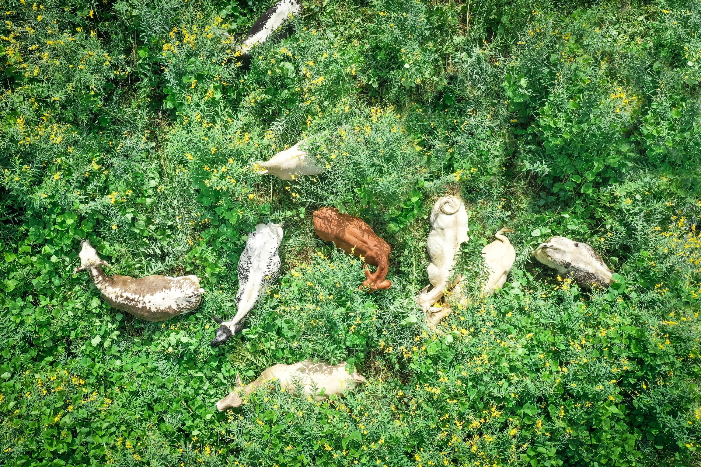 DJI_0192.JPG