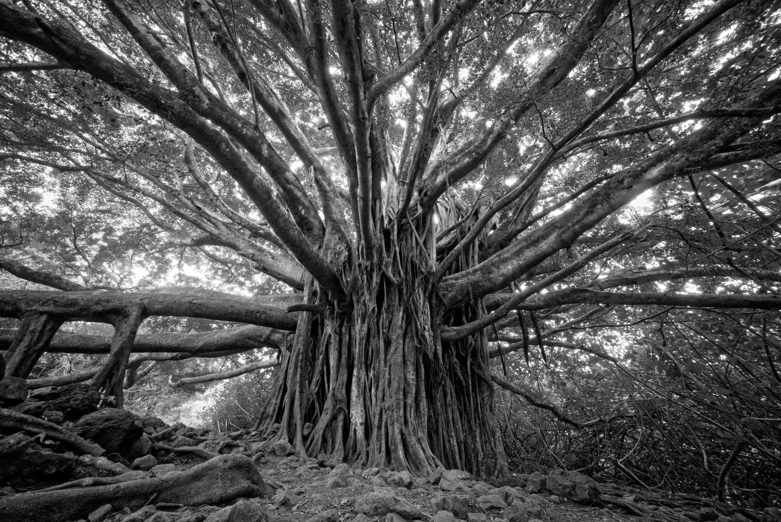 Using a Podcast to Generate Microcontent