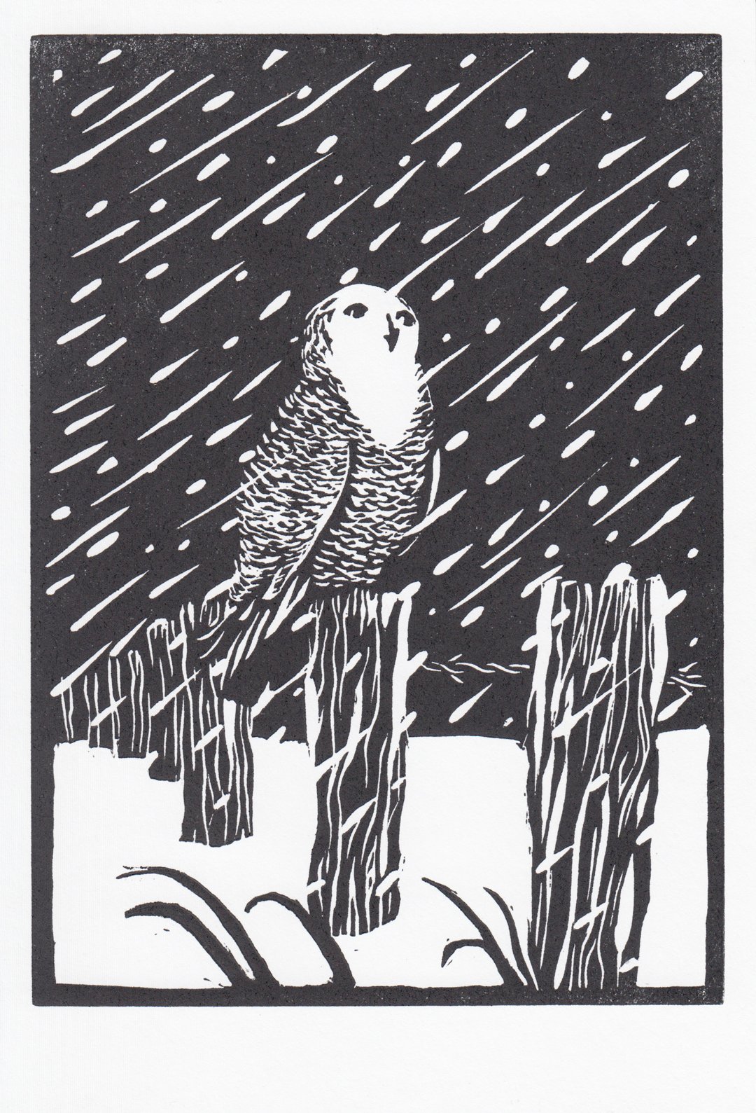 Snowy-owl.jpg