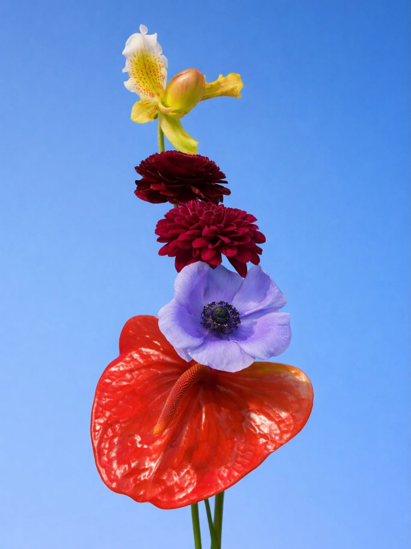 Vertical gradient, In bloom

#londonflorist #stilllife #flowerpower #flowerart #florist