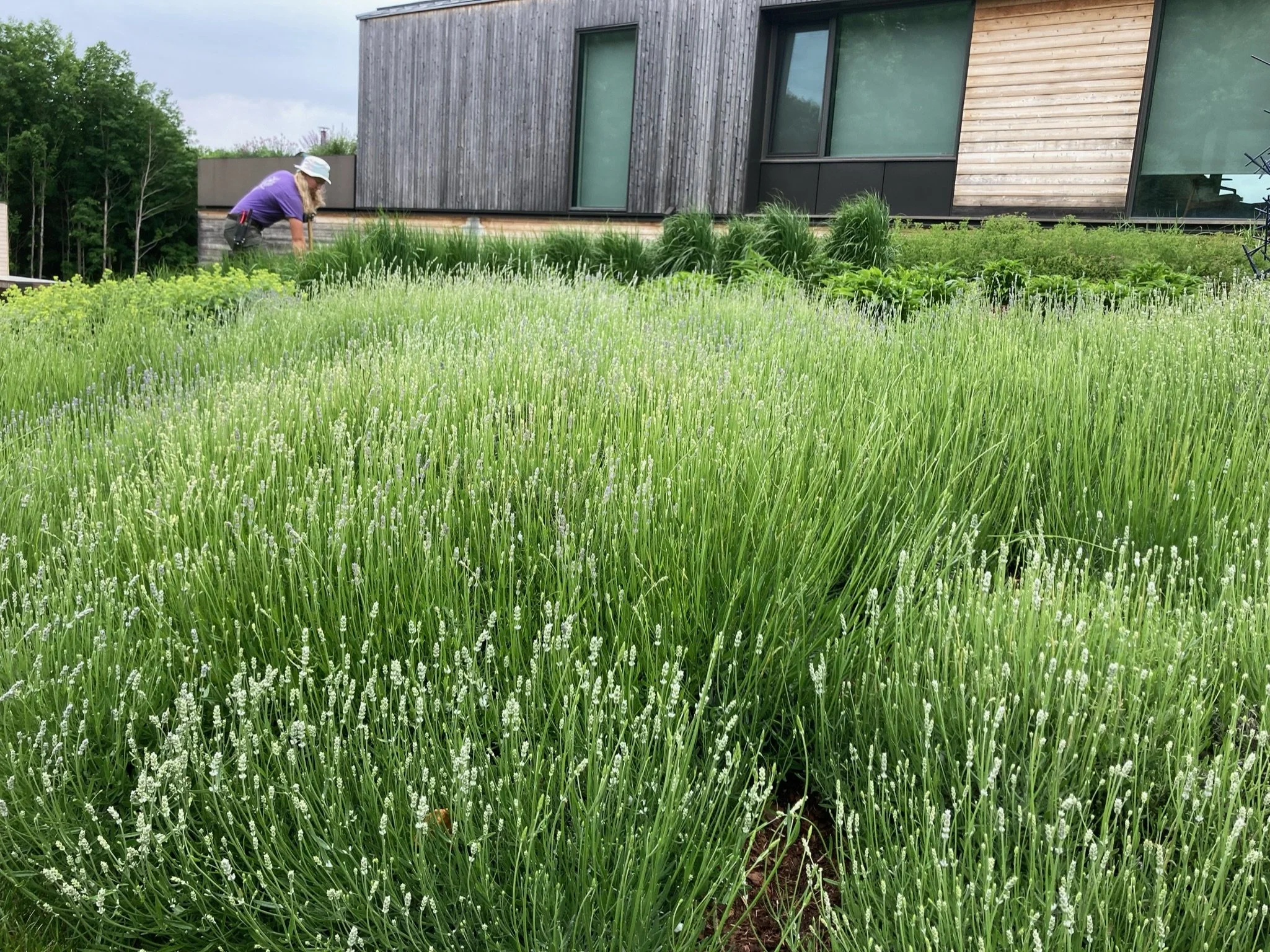 Garden Maintenance 3.JPG
