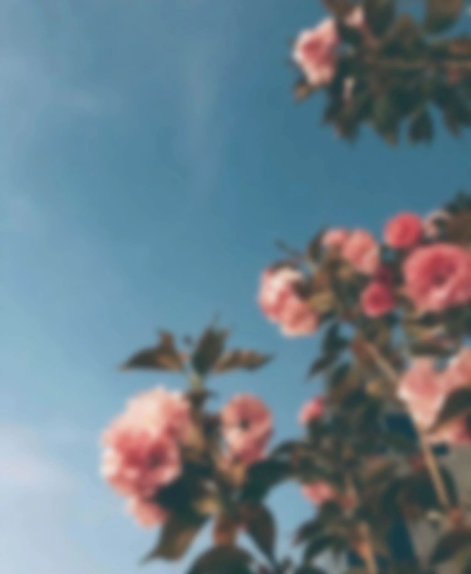 Floral Rose Sky Web Blur.jpg
