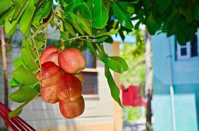 Do you know what type of fruit this is? This fruit was imported to Jamaica from West Africa before 1778. Since then, it has become a major feature of various Caribbean cuisines! 😋🥘🍛 #Fruit
.
#CoralCottageJamaica 🌴🌊☀️
.
.
.
.
.
.
.
.
.
.
 #Jamaic