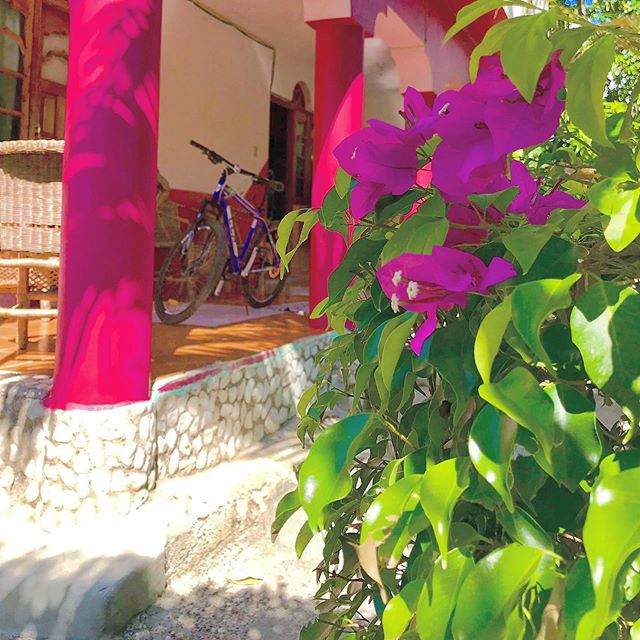 Flower power pedals us! 🚲🌺😉
.
#CoralCottageJamaica 🌴🌊☀️
.
.
.
.
.
.
.
.
.
.
 #Jamaica #Travel #Vacation #VacationHome #Tourism #Explore #WanderLust #TravelBug #TravelTips #TravelJamaica #Paradise #Luxury #Passport #Getaway #PhotoOfTheDay #Travel