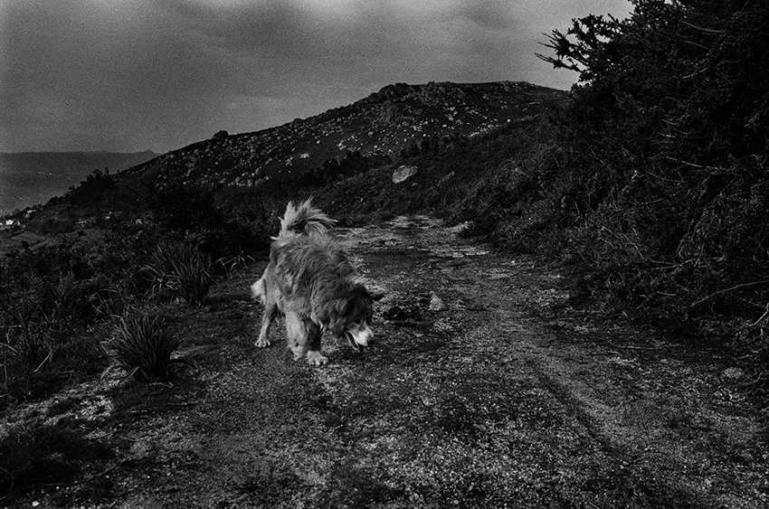   Lote#3 Sob vigia dos animais antigos nº3  Prova de exposição 50×35cm 35mm negative Printed on Hahnemühle fine art paper   Não vendido Not sold  