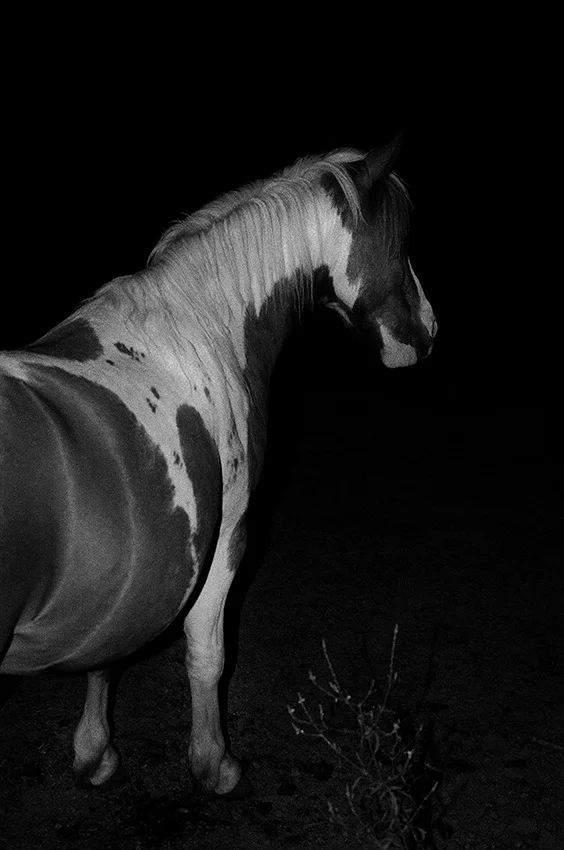   Lote#8 Sob vigia dos animais antigos nº8  Prova de exposição 50×70cm 35mm negative Printed on Hahnemühle fine art paper   Não vendido Not sold  