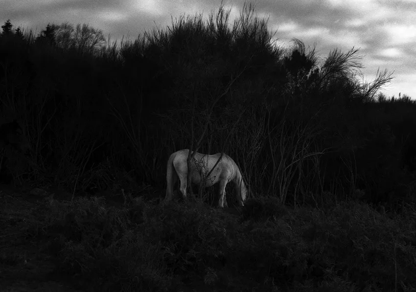   Lote#11 Sob vigia dos animais antigos nº11  Prova de exposição 50×35cm 35mm negative Printed on Hahnemühle fine art paper   Vendido Sold  