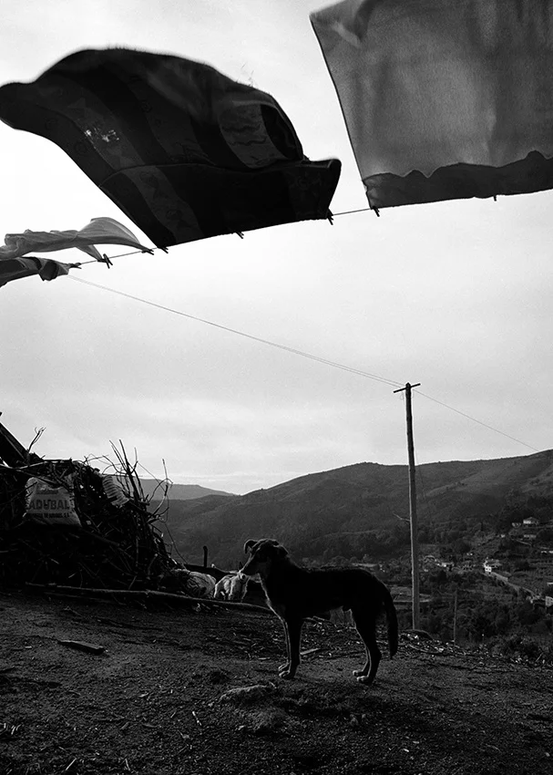   Lote#10 Sob vigia dos animais antigos nº10  Prova de exposição 50×35cm 35mm negative Printed on Hahnemühle fine art paper   Vendido Sold  