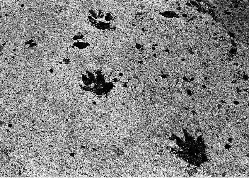   Lote#1 Sob vigia dos animais antigos nº1  Prova de exposição 50×70cm 35mm negative Printed on Hahnemühle fine art paper   Não vendido Not sold  