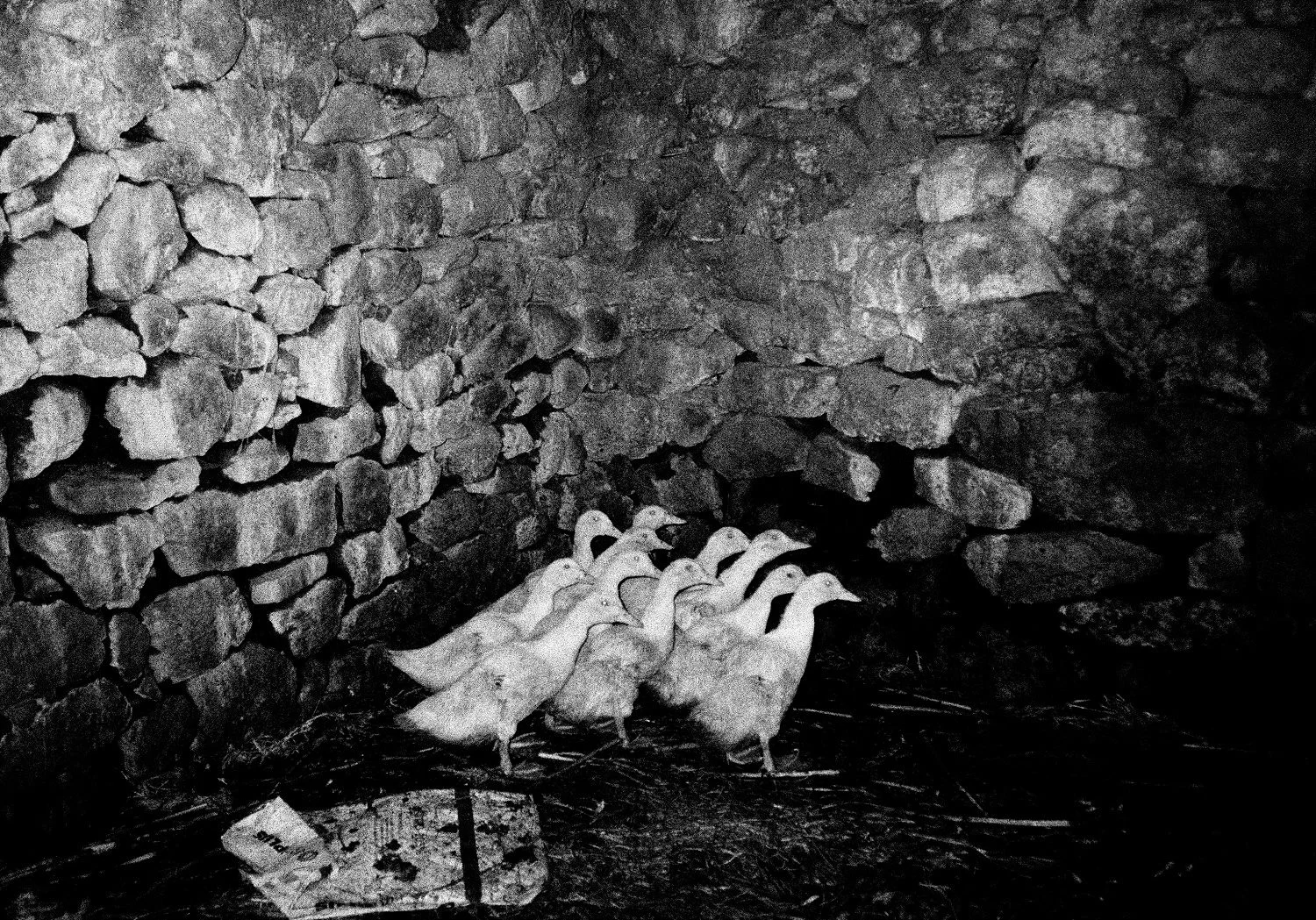   Lote#2 Sob vigia dos animais antigos nº2  Prova de exposição 50×70cm 35mm negative Printed on Hahnemühle fine art paper   Vendido Sold  