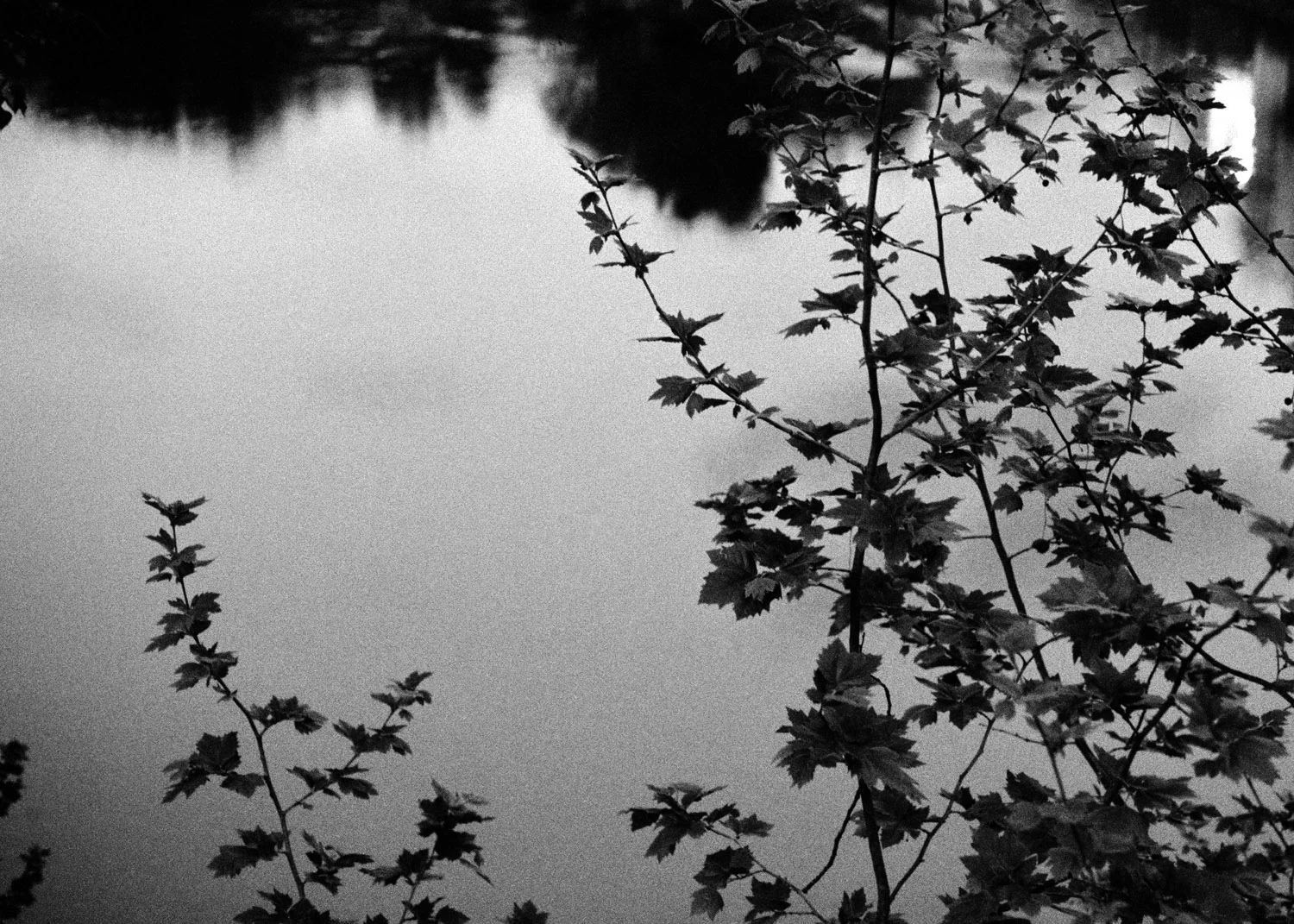   Lote#15 Sob vigia dos animais antigos nº15  40x30 cm Prova de exposição Papel Fujifilm Professional 35mm negative   Não vendido Not sold  