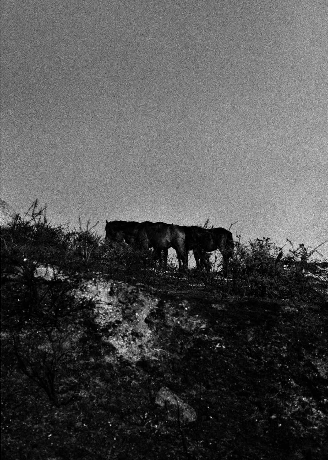   Lote#17 Sob vigia dos animais antigos nº17  40x30 cm Prova de exposição Papel Fujifilm Professional 35mm negative   Não vendido Not sold  