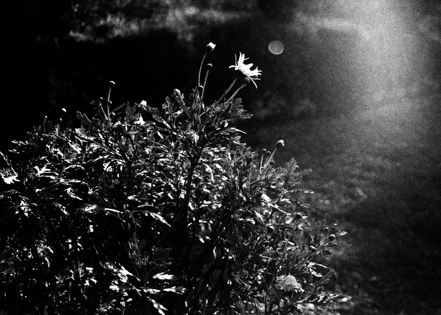   Lote#18 Sob vigia dos animais antigos nº18  40x30 cm Prova de exposição Papel Fujifilm Professional 35mm negative   Não vendido Not sold  