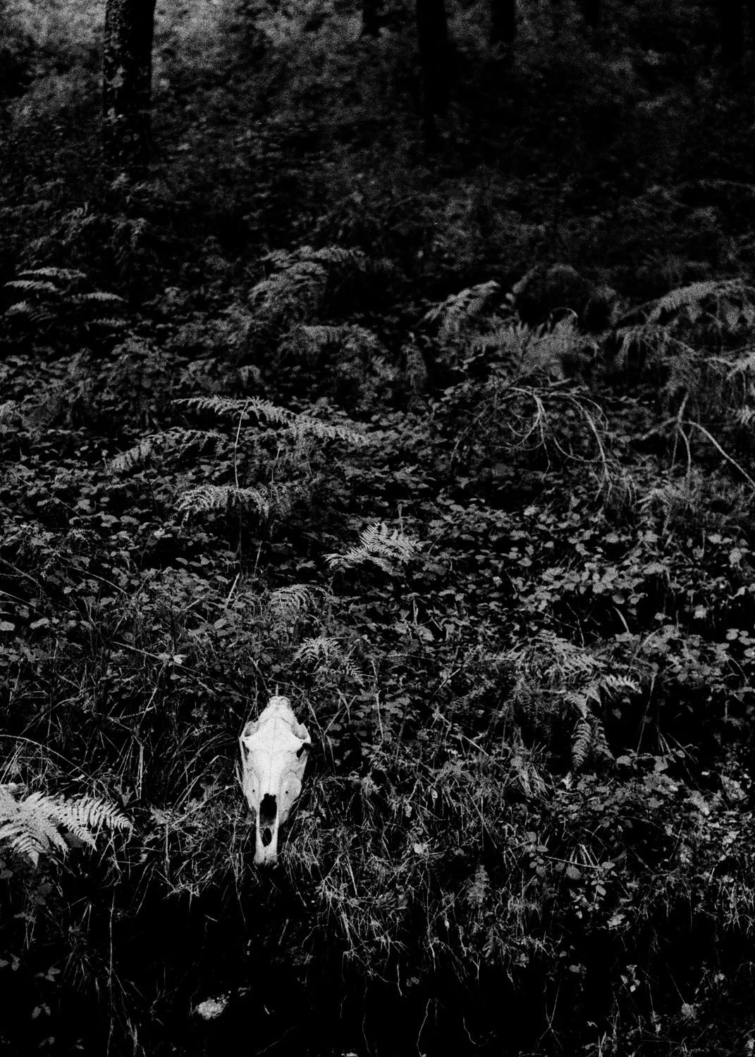   Lote#19 Sob vigia dos animais antigos nº19  40x30 cm Prova de exposição Papel Fujifilm Professional 35mm negative   Vendido Sold  