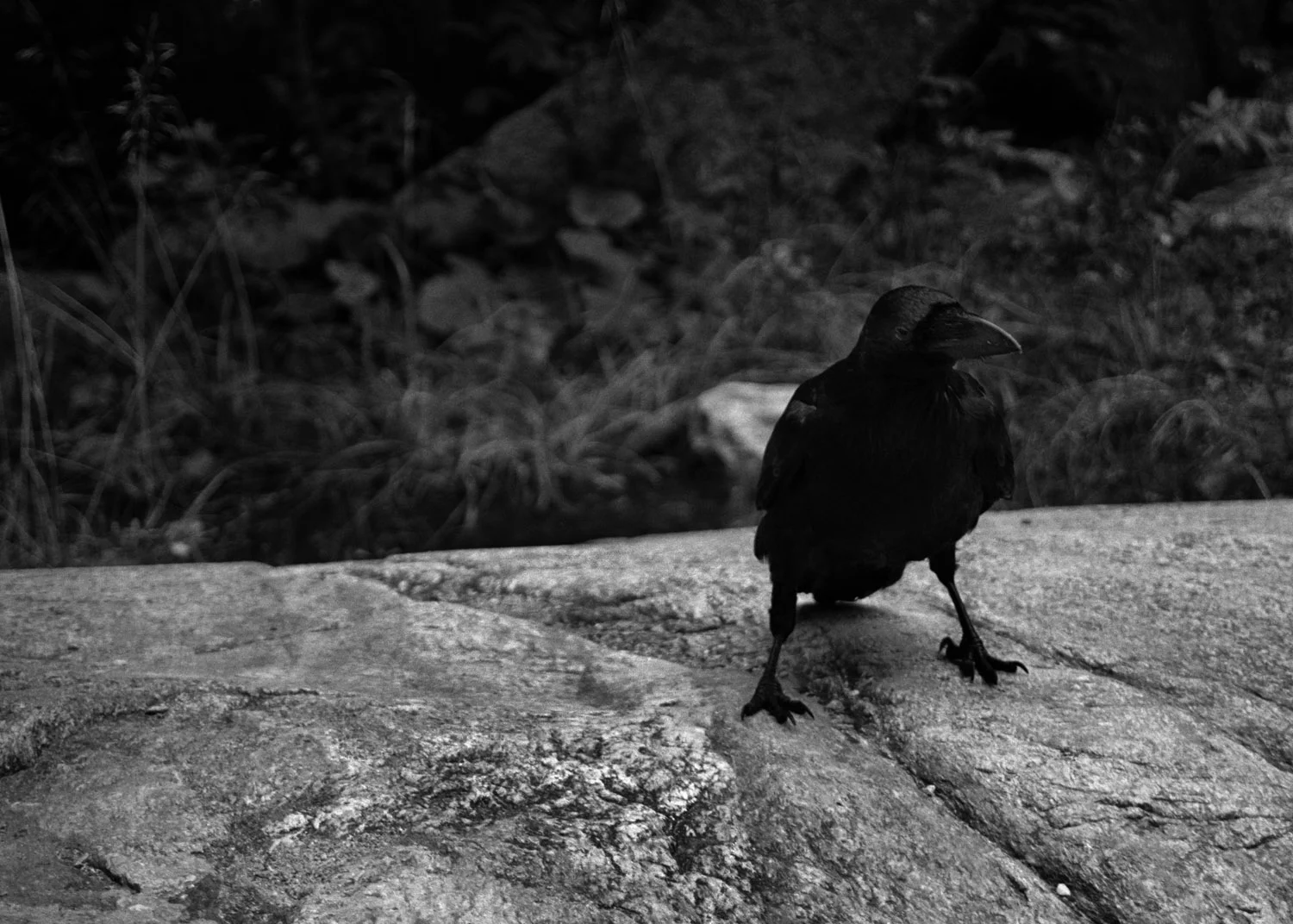   Lote#21 Sob vigia dos animais antigos nº21  40x30 cm Prova de exposição Papel Fujifilm Professional 35mm negative   Vendido Sold  
