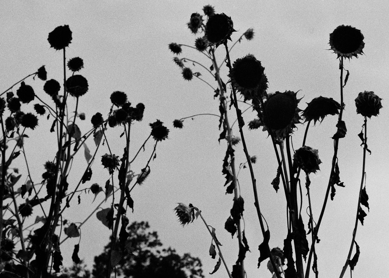   Lote#22 Sob vigia dos animais antigos nº22  40x30 cm Prova de exposição Papel Fujifilm Professional 35mm negative   Não vendido Not sold  