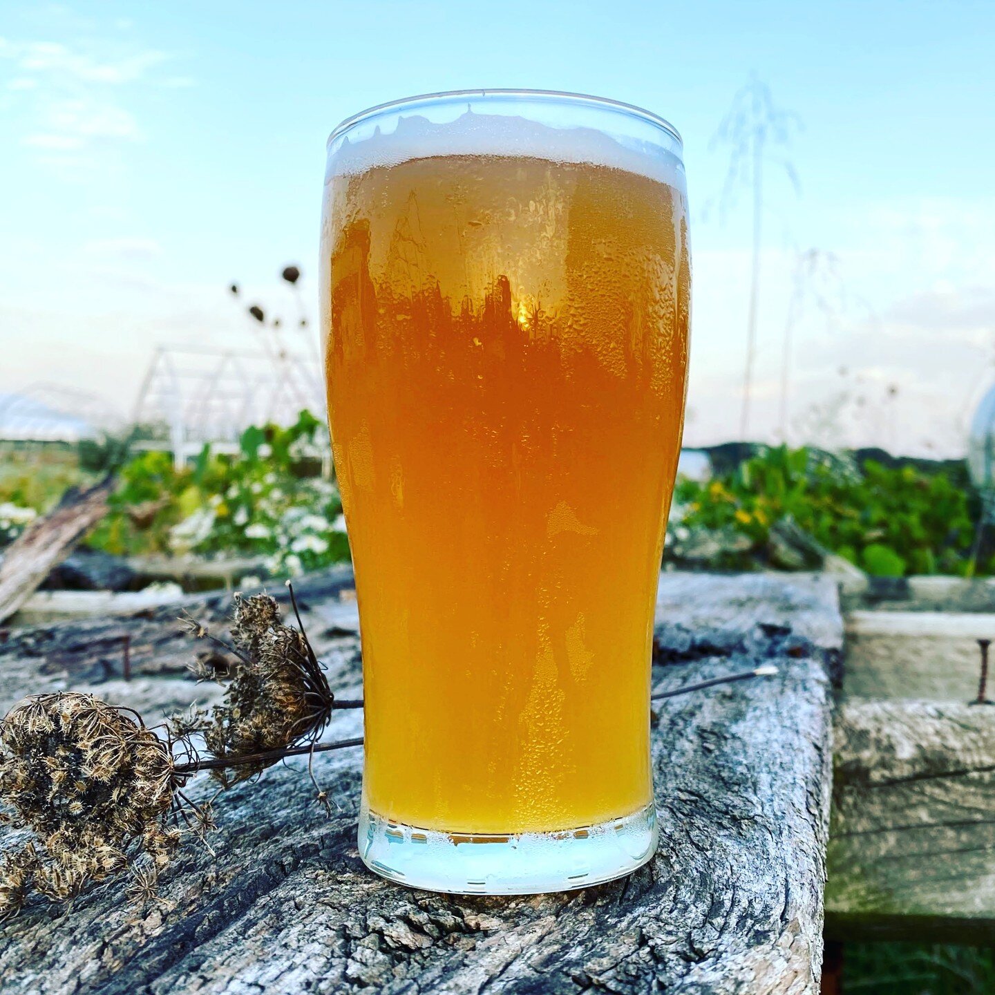 We have a new beer on tap that takes things in a new direction. The &quot;Sun Break Ale&quot; is fermented entirely with Brettanomyces yeast, giving it refreshingly funky aromas and flavors of dried fruit and sour cherry. A high carbonation, tart fin