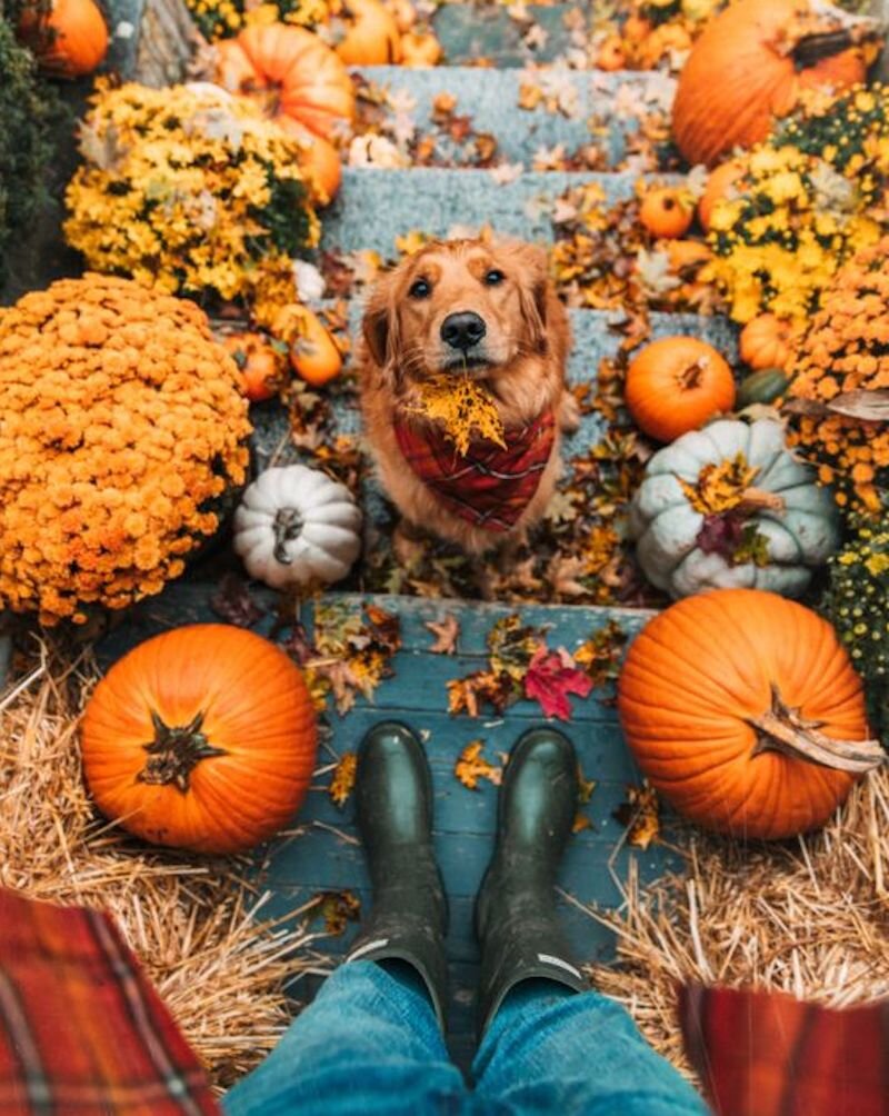 dog-pumpkin.jpg
