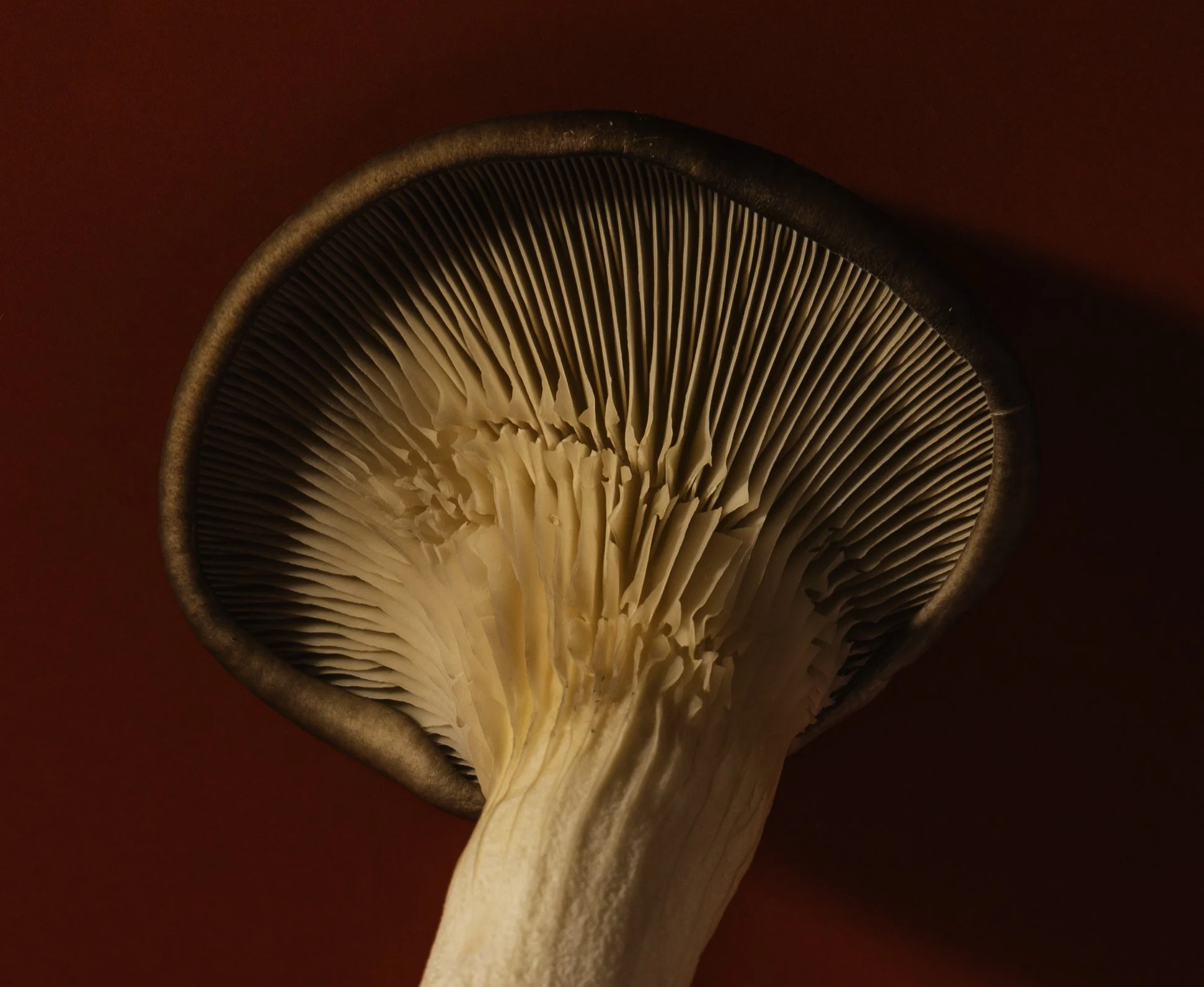 5C8A2667.jpg