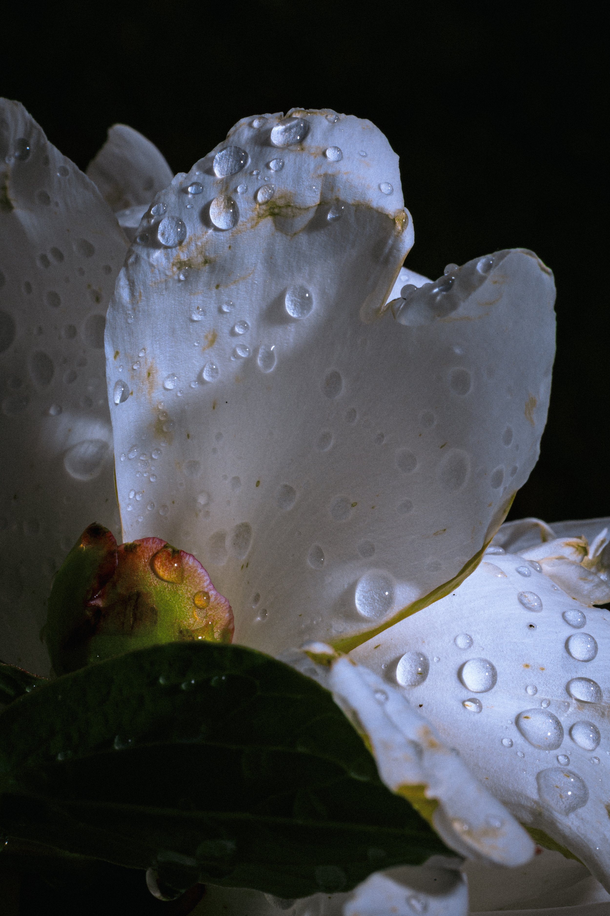 5C8A0450.jpg