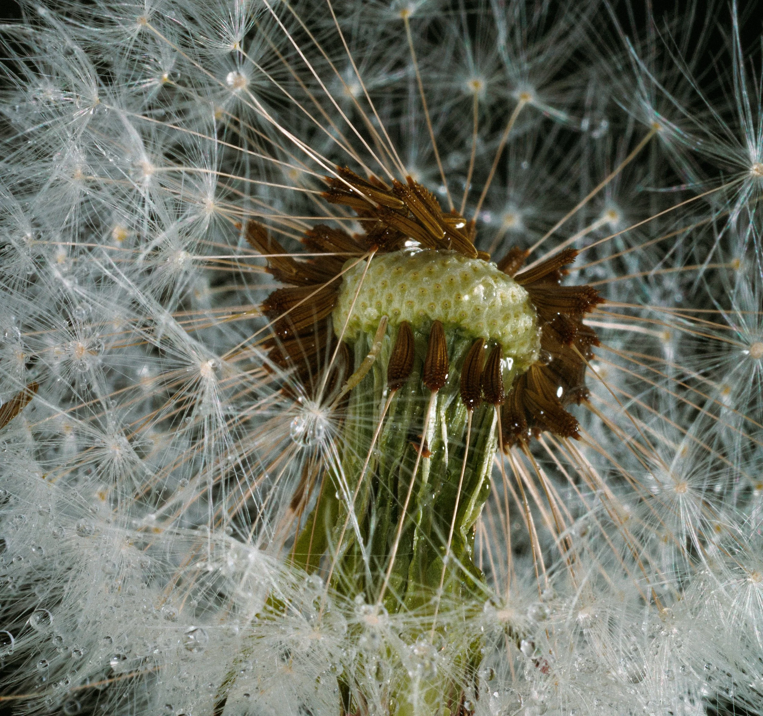 JUST DANDY-264.jpg