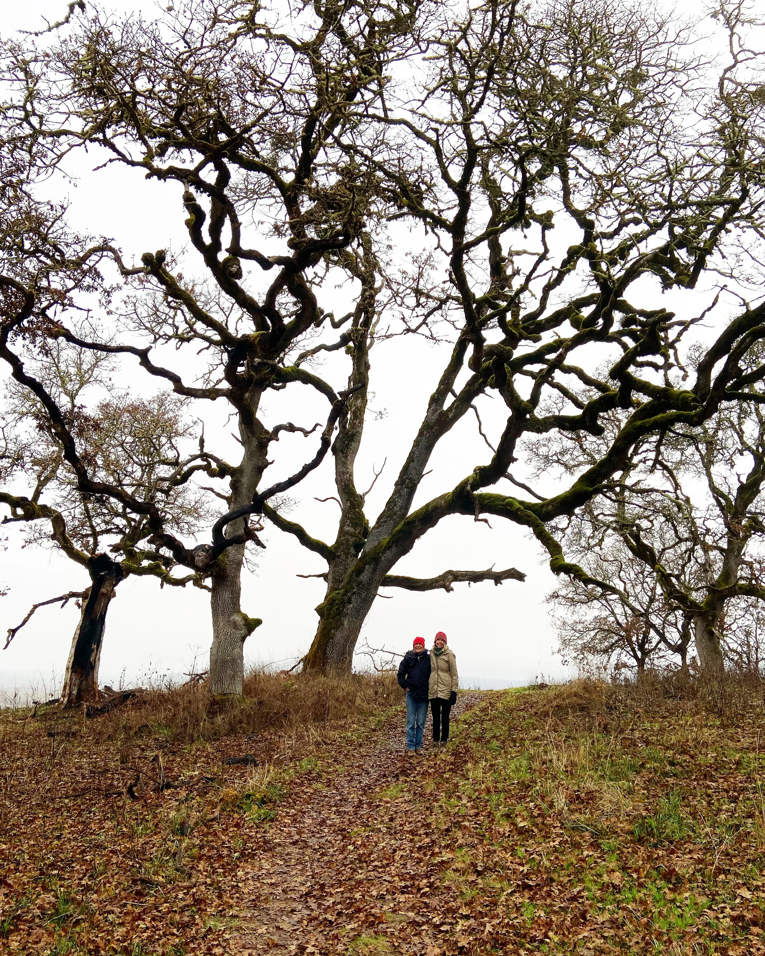 Forest walk.JPG