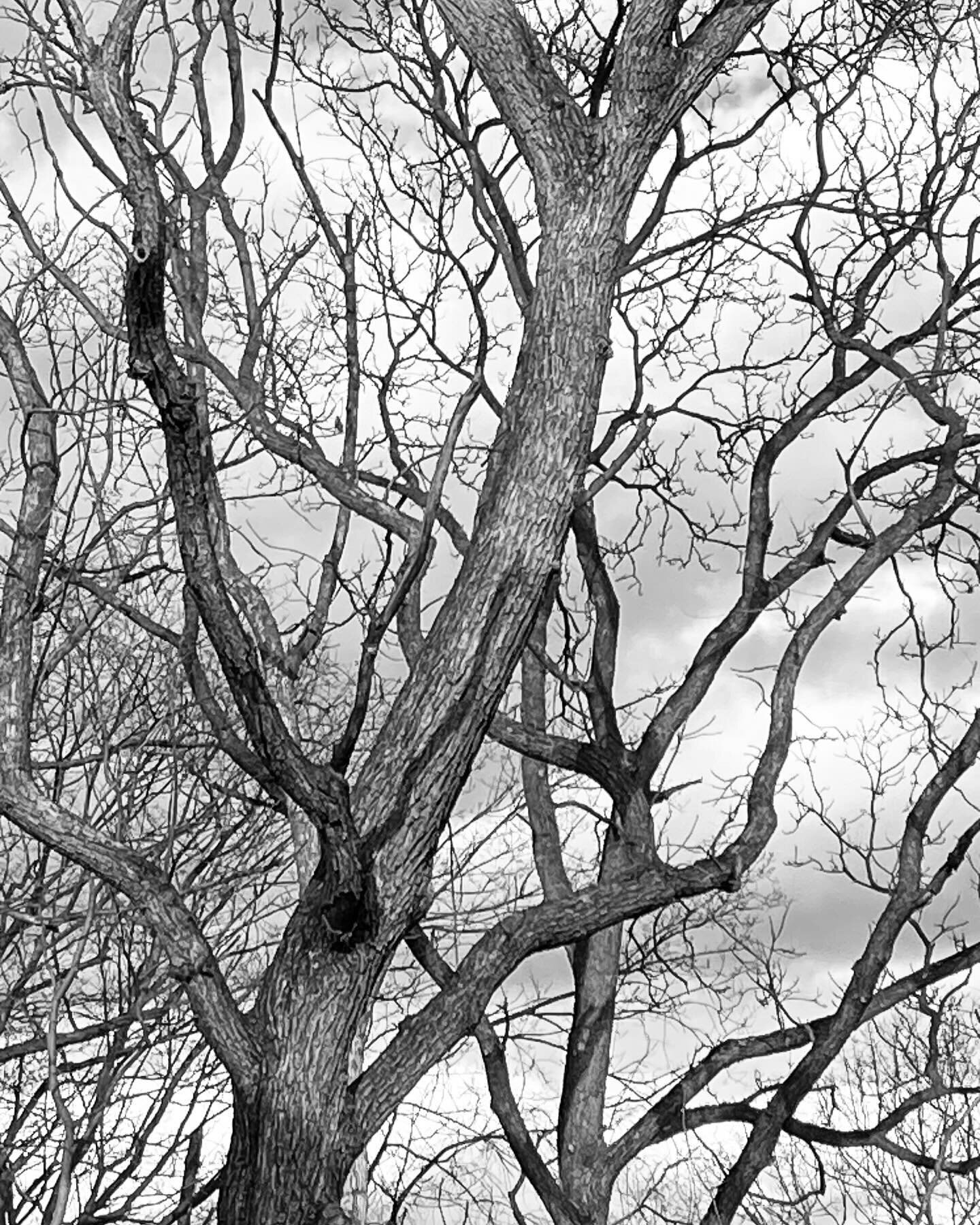Stories from the road. Among the trees. #ArtEarthSpirit #ChuckPeg #GenesisArt #ArtSanctuary