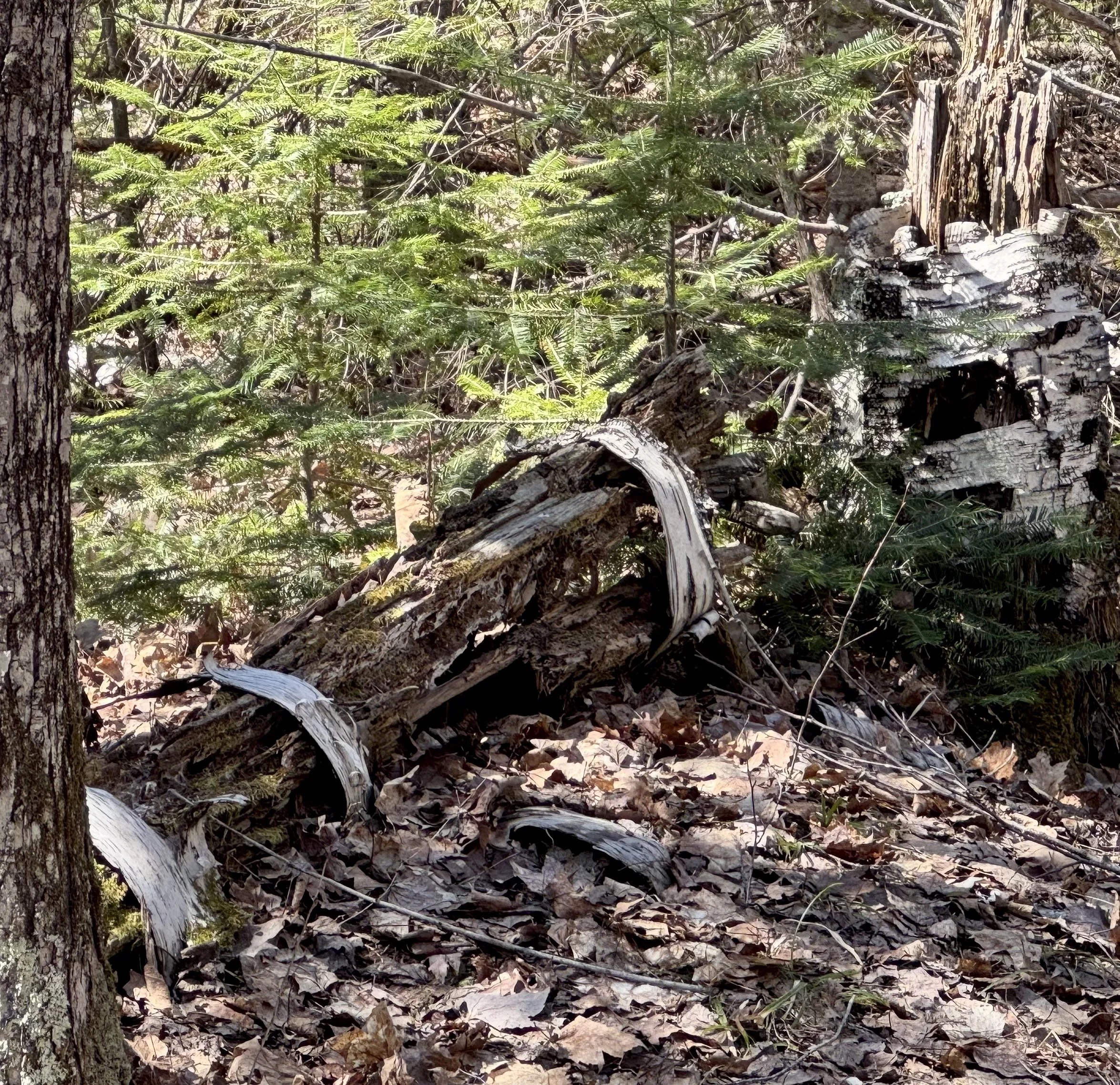 Earth Day Birth Day 2026: Binding things together