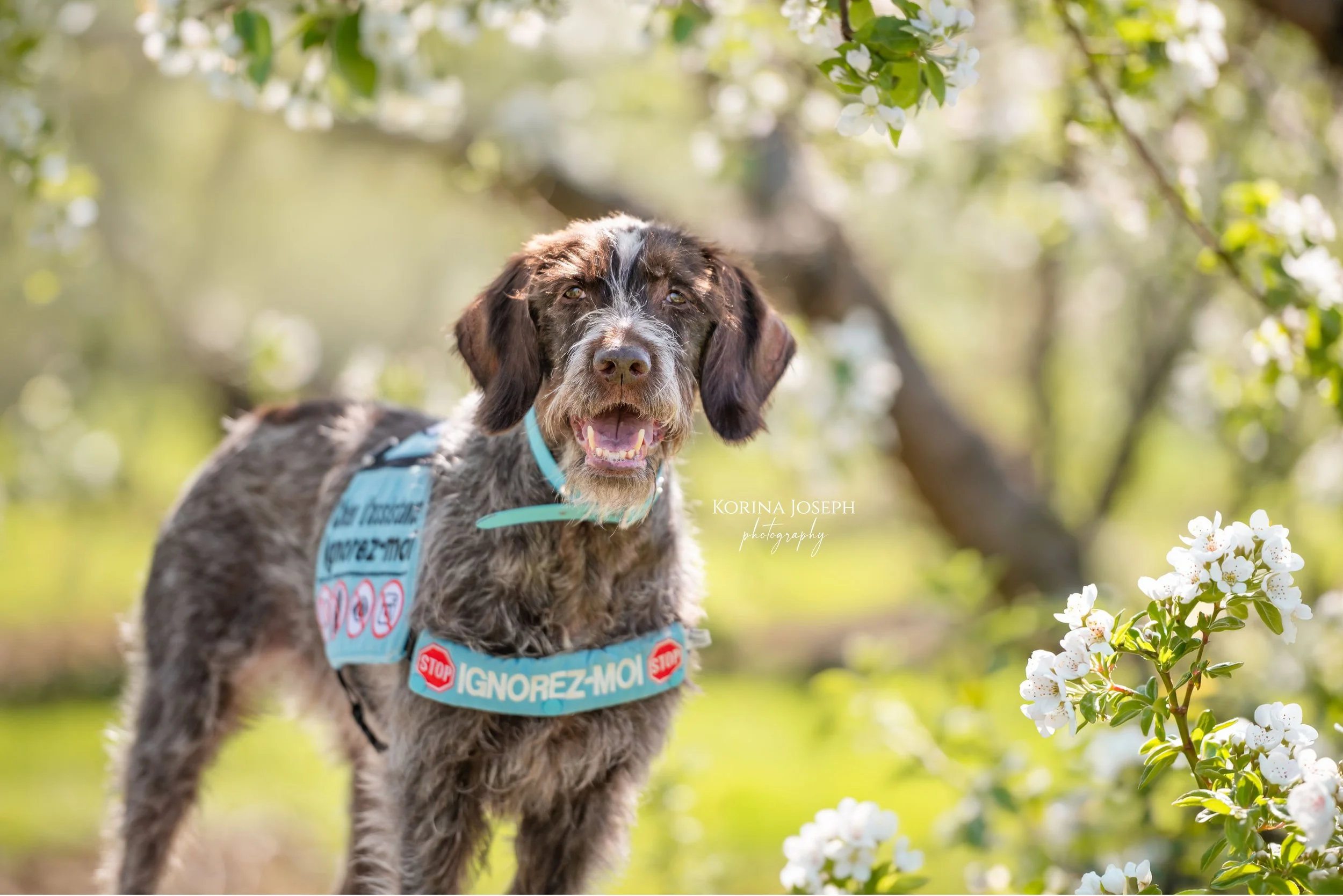C’est temps! Devenez Ambassadog avec Korina Joseph Photography