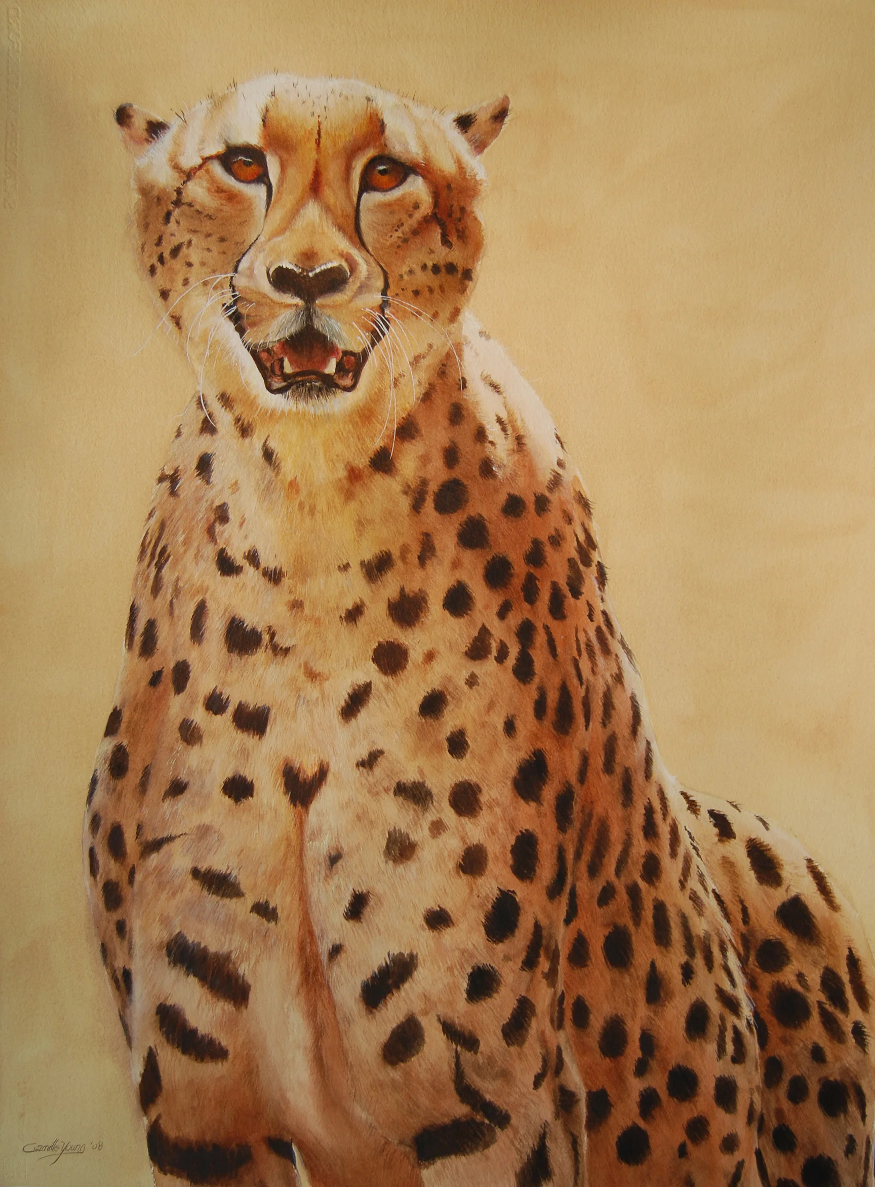 Cheetah More Info →