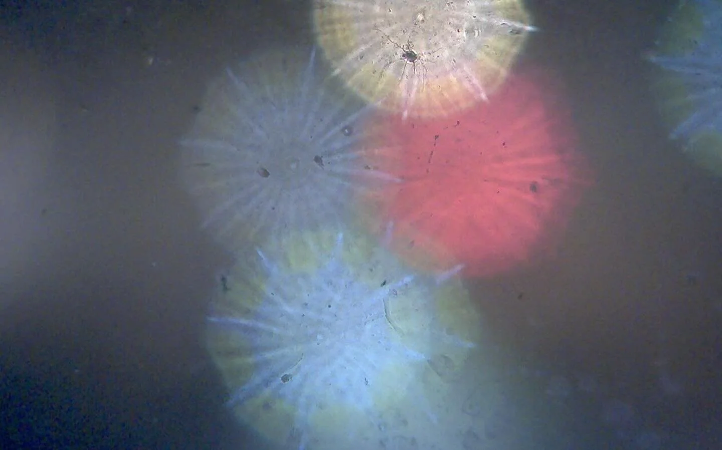 photo from surveillance camera