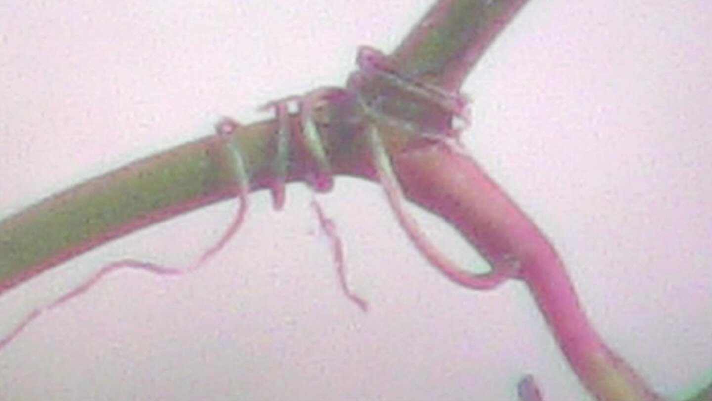 photo from surveillance camera