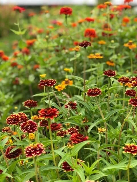 Lazy Acres in Farmingdale