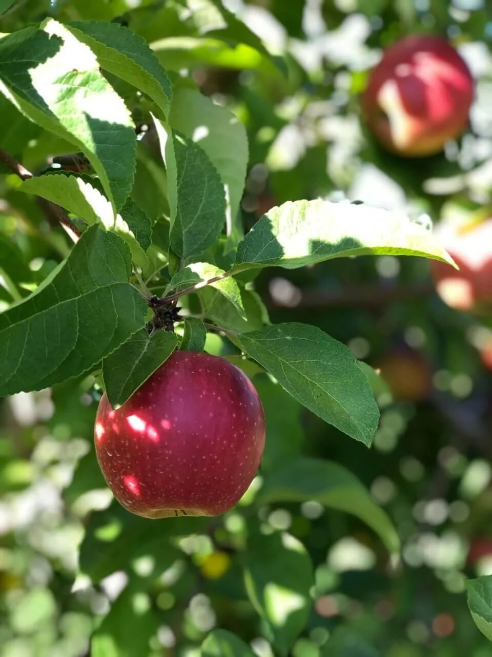 The Apple Tradition in Alfred
