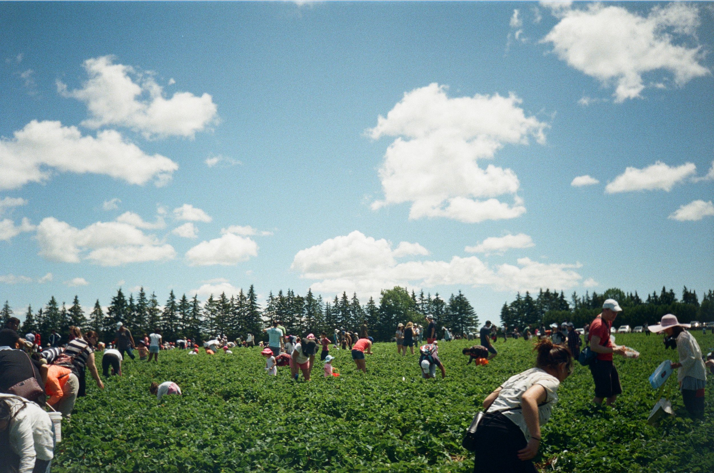 strawberry picking.jpg