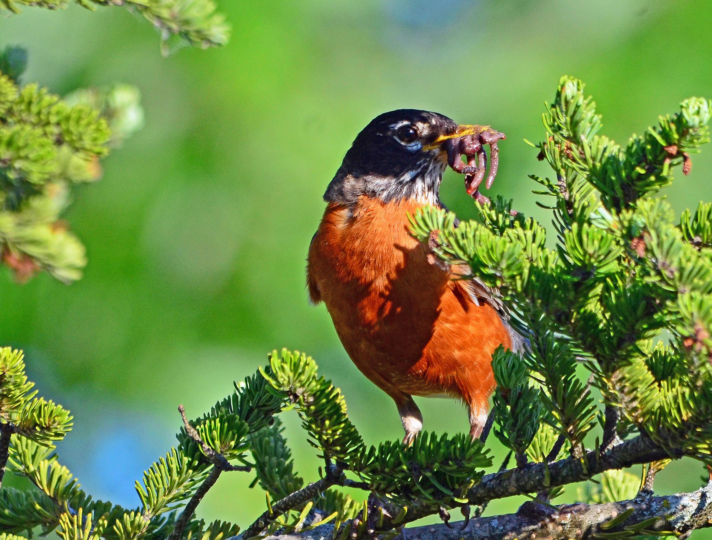 Is It True That The Early Bird Catches The Worm Sleep Apnea Treatment Sleep Apnea Snoring Sleeping Disorders Is It True That The Early Bird Catches The Worm Sleep Apnea Treatment Sleep Apnea Snoring Sleeping Disorders