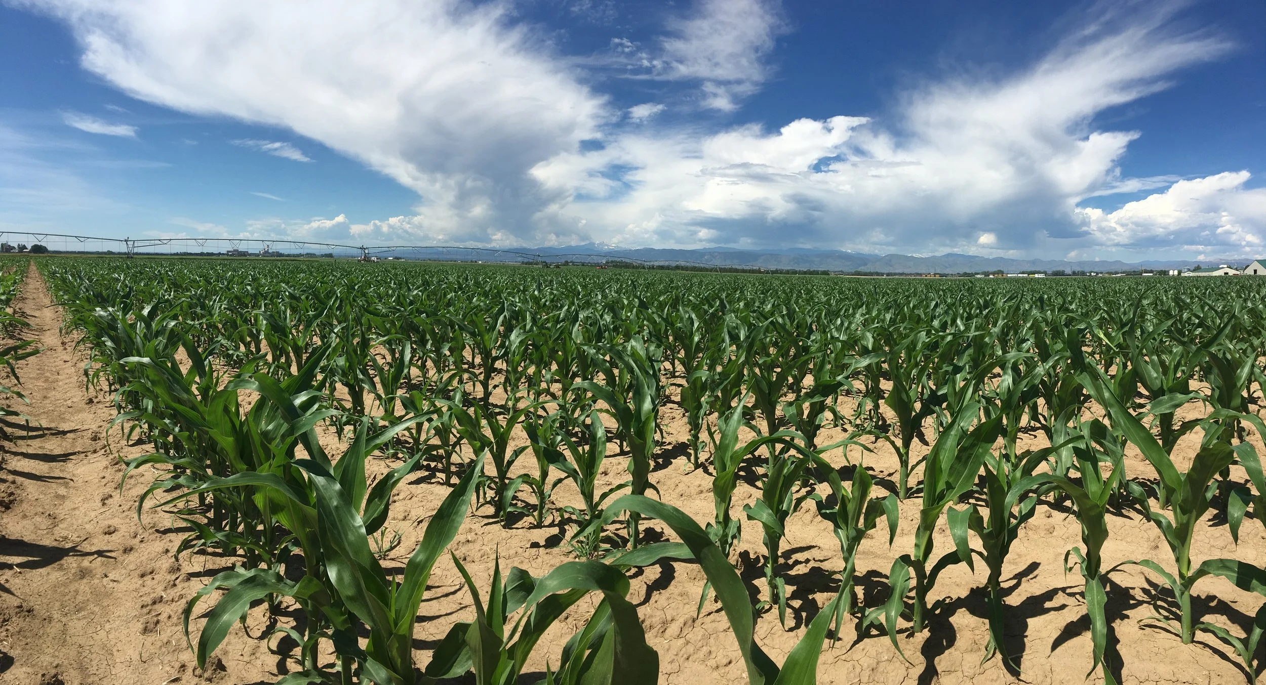 TRACKING OF ROOT DERIVED CARBON