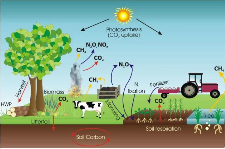  Plants take in carbon dioxide during photosynthesis, using the carbon and oxygen to make sugars and respiring the remaining oxygen. Plant tissues and exudates are composed of carbon which, when incorporated into soil, can be stored for long periods 