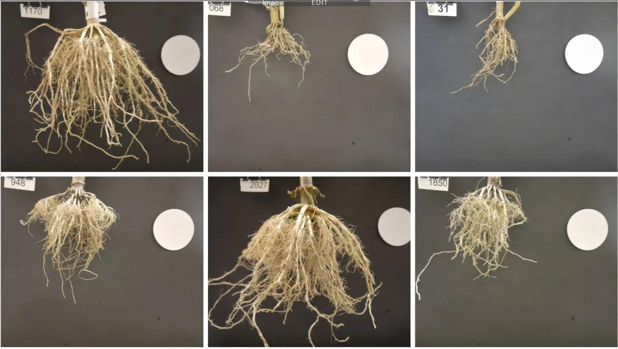 Climate Change Mitigation