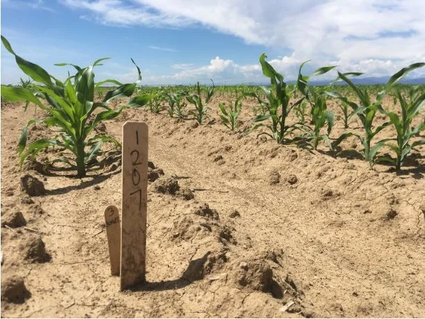 Loss of organic carbon correlates with high economic cost. $44 billion per year is lost from erosion of soil organic carbon from agricultural production.  Preserving carbon stored as organic matter is a viable, efficient, and valuable approach to re