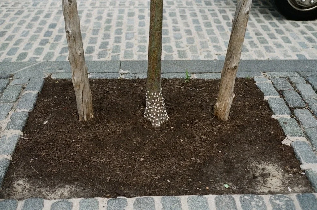 Matisse's harrowing escape from boredom