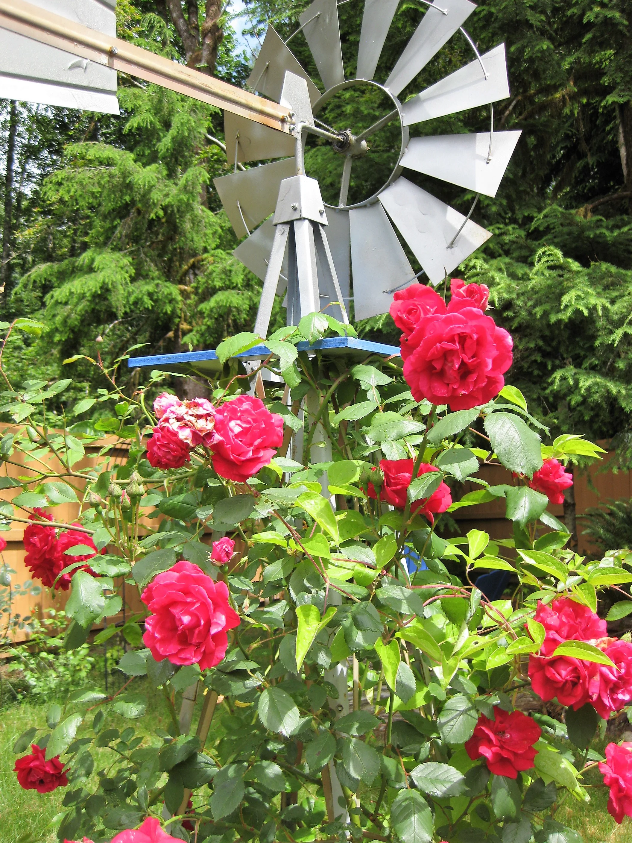 Windmill and roses.jpg