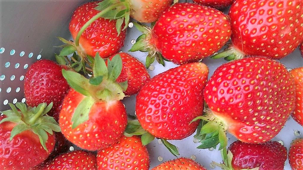 Windmill and roses.jpg
