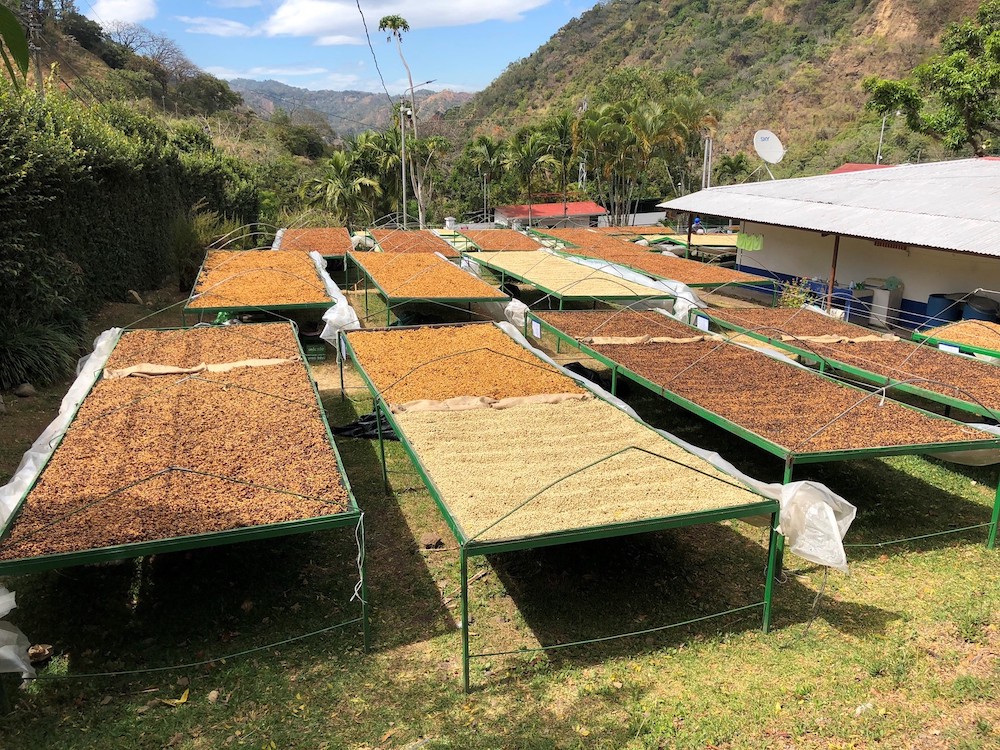 BRT Microlots 2019.jpg